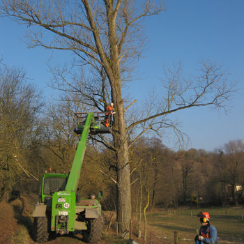 Baumpflege und Fällung