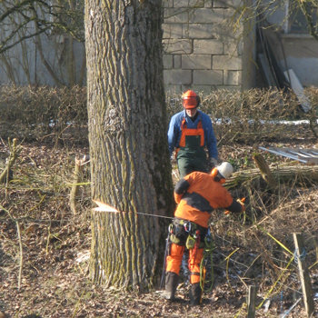 Baumschnitt