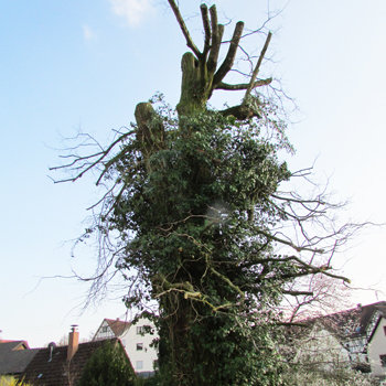 Baumschnitt