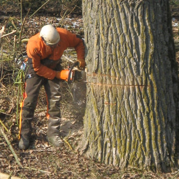Baumschnitt
