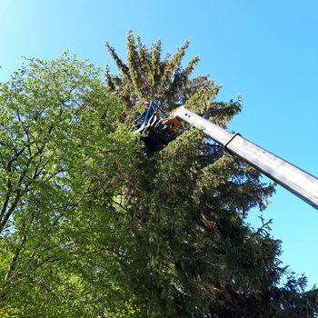 Baumpflege mit Hebebühne