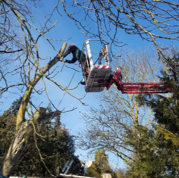Baumpflege mit Hebebühne
