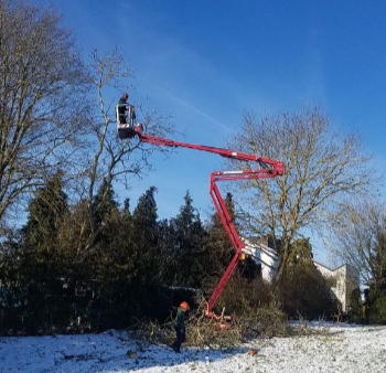 Baumpflege mit Hebebühne