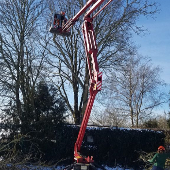Baumpflege mit Hebebühne