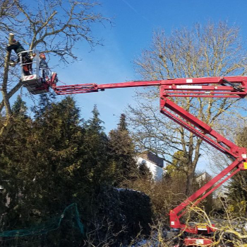 Baumpflege mit Hebebühne