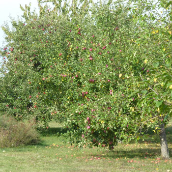 Baumschnitt