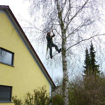 Baumpflege mit Seilklettertechnik