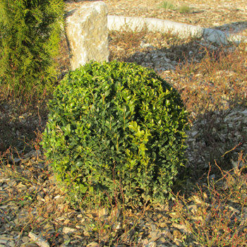Gartengestaltung