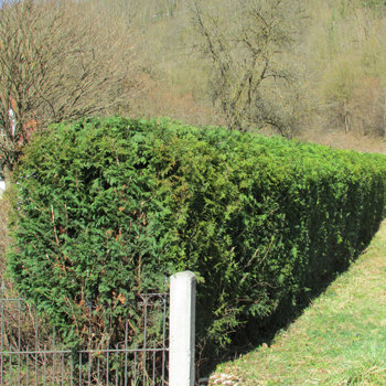 Heckenschnitt