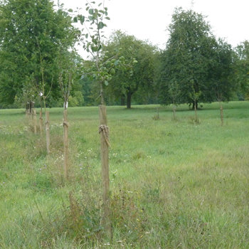 Baumpflanzung