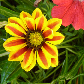 Blumenpflanzung