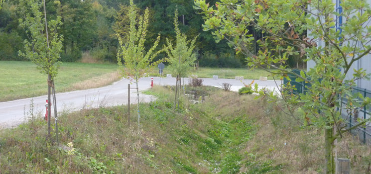 Baumpflanzung
