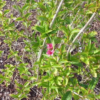 Strauchpflanzung