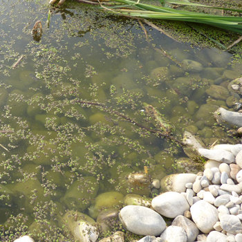 Teichbau